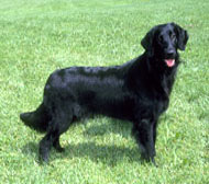 Flat CoatedRetriever